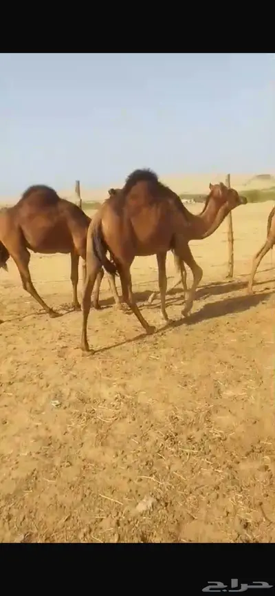 جمل احمر غامق دهام 4