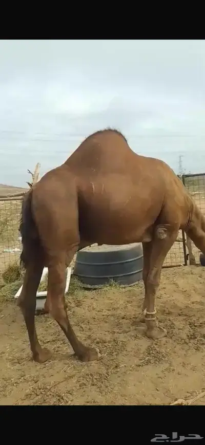 جمل احمر غامق دهام 2