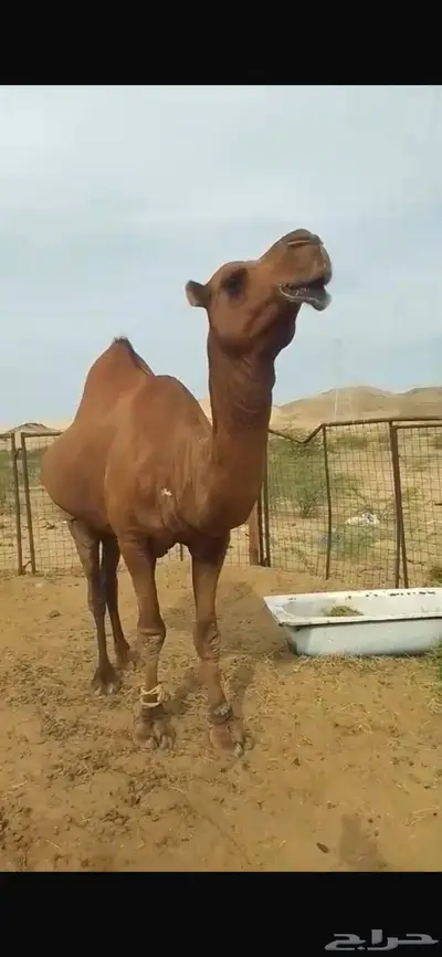 جمل احمر غامق دهام 0