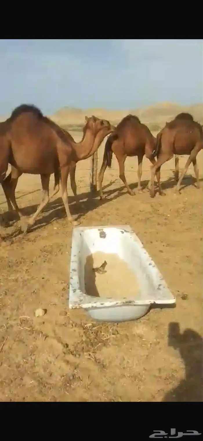 جمل احمر غامق دهام 5