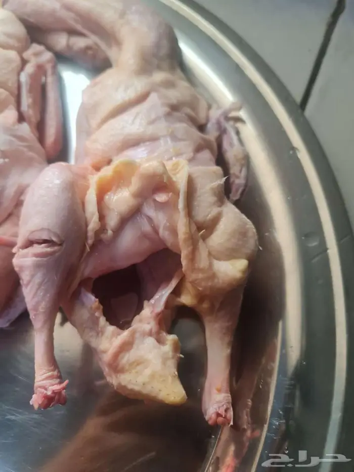 بط مذبوح وحي حسب الطلب 5
