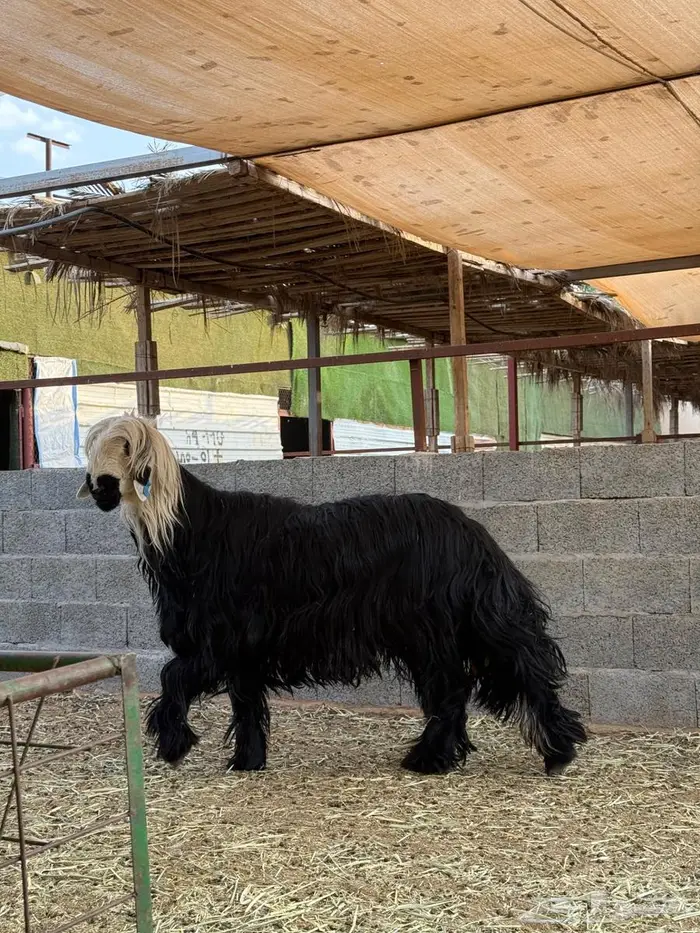فحل نجدي ادغم ( تم البيع ) 2