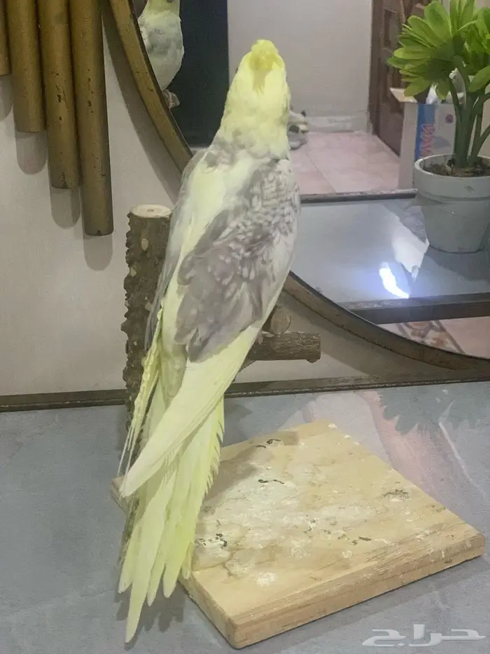 كروان لاتينو فراشه 3