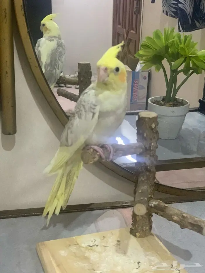 كروان لاتينو فراشه 2