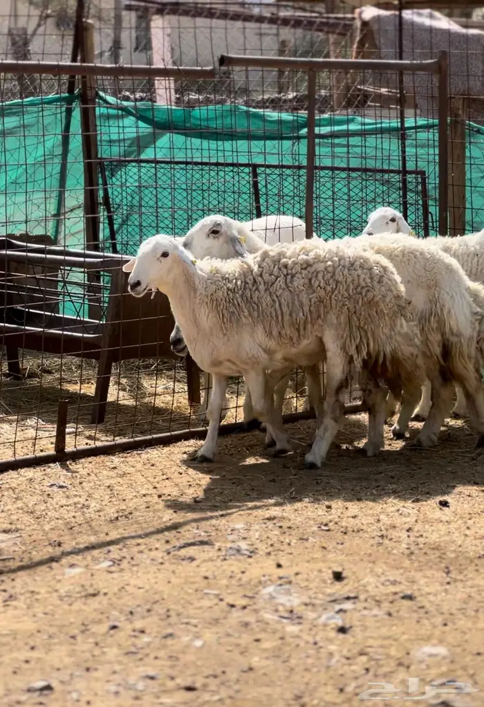 رخال صنف ثنوات 3