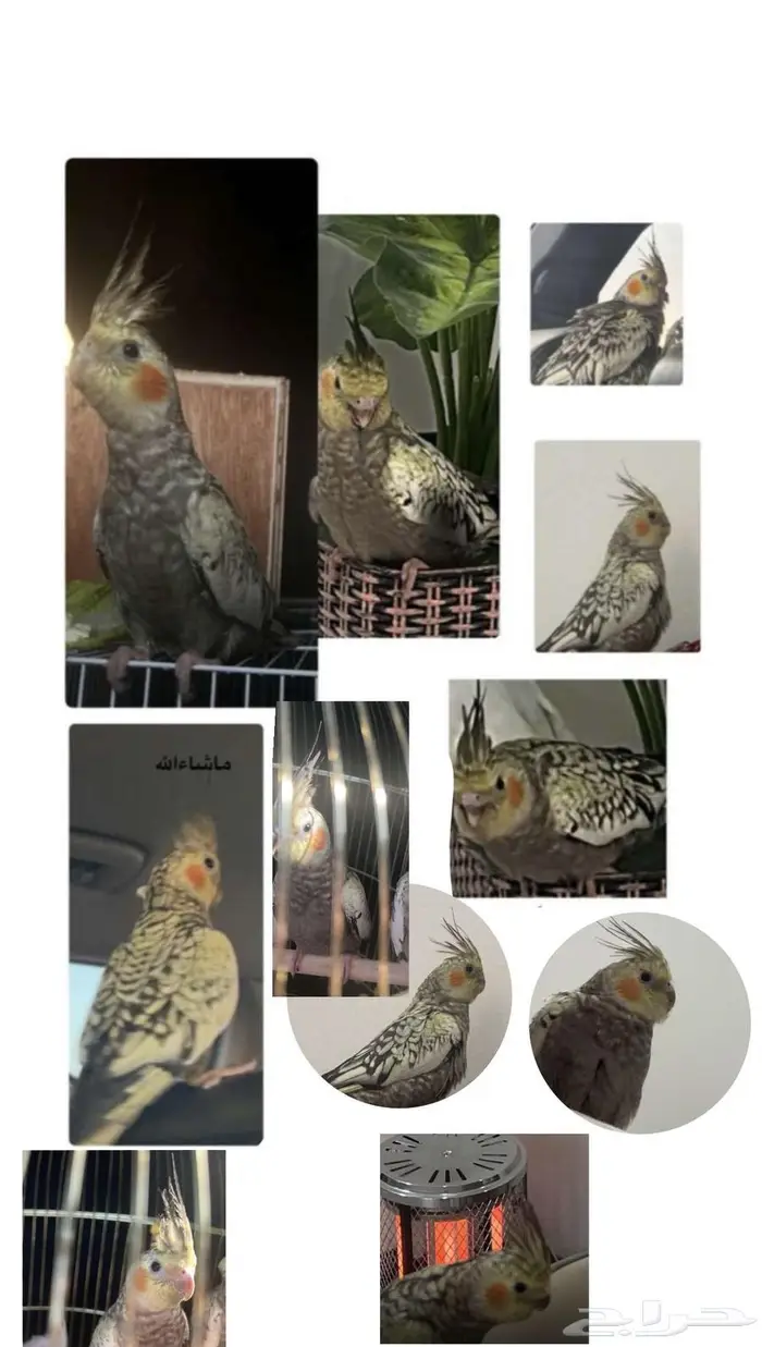 كروان مفقود 0