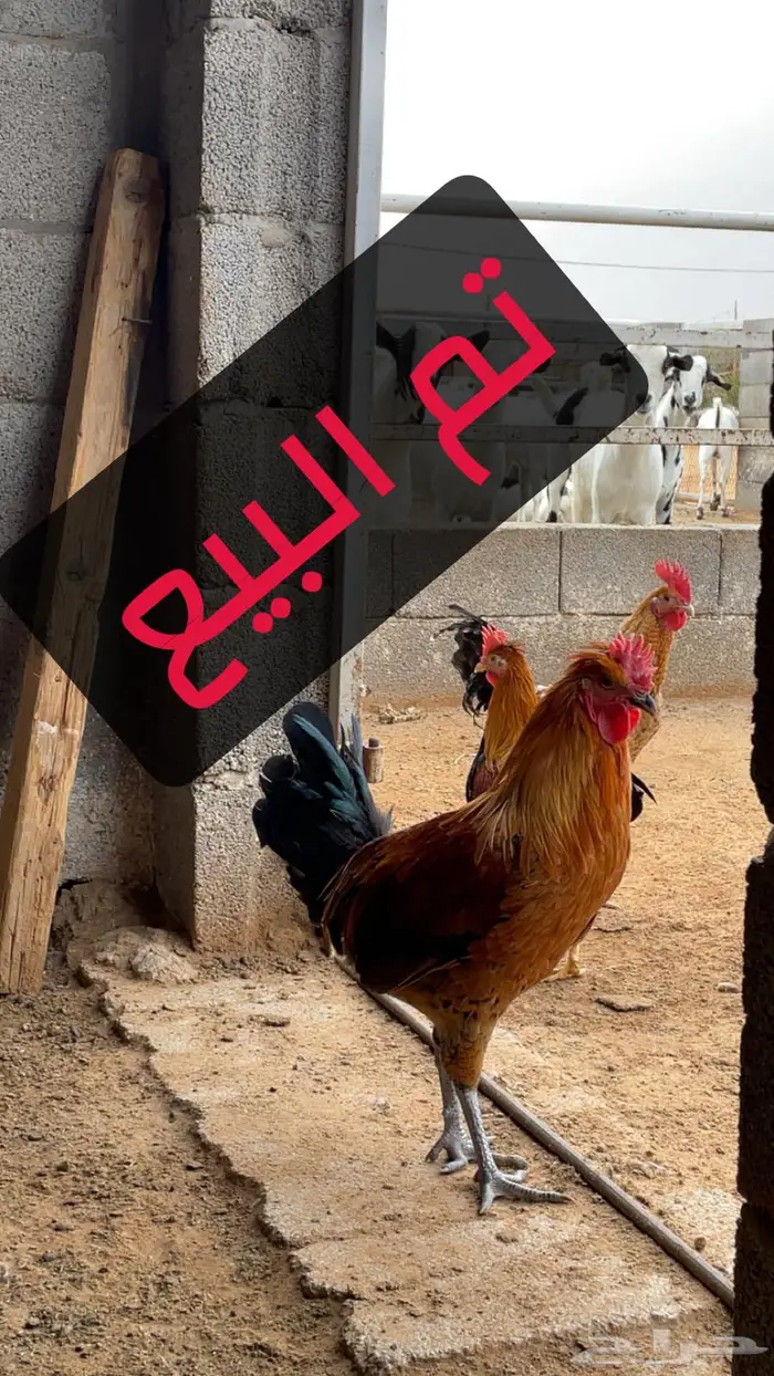دجاج وديوك بلدي 0