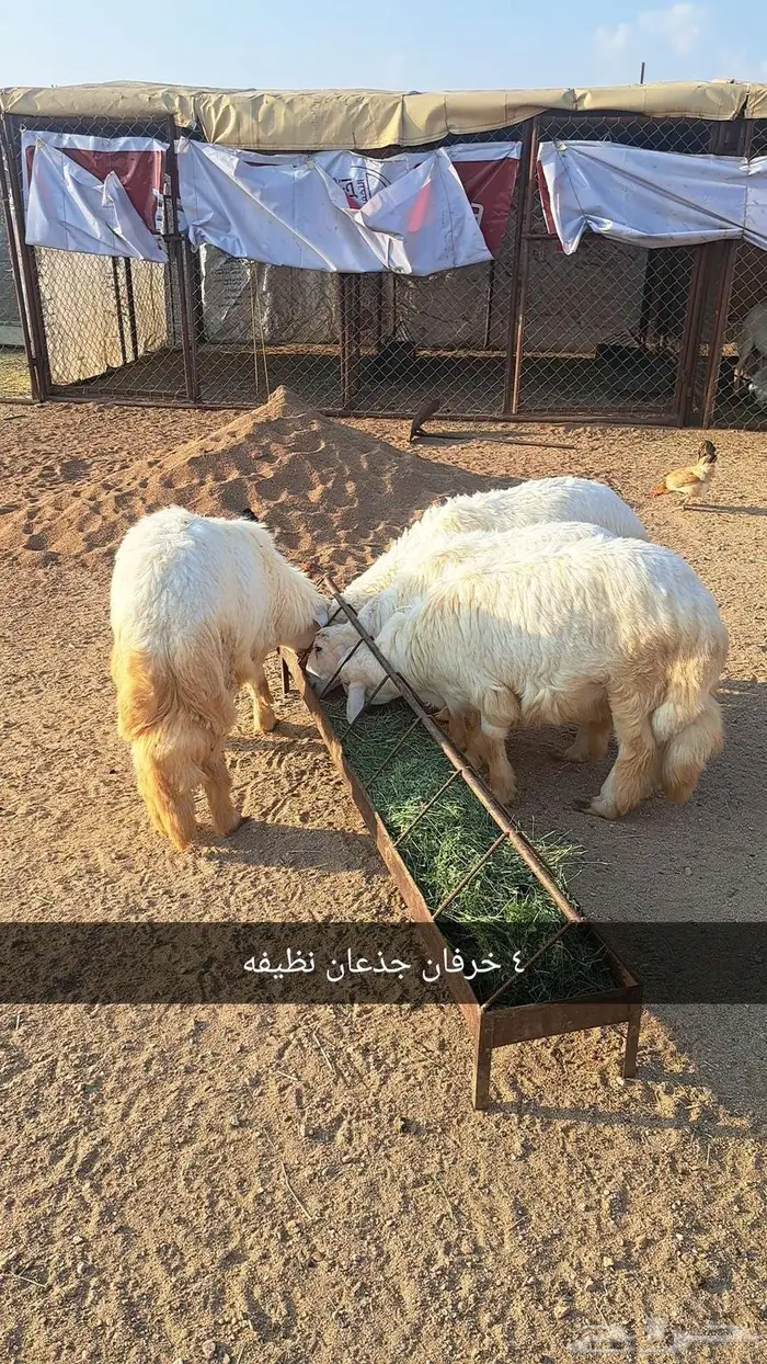 خرفان للبيع 1
