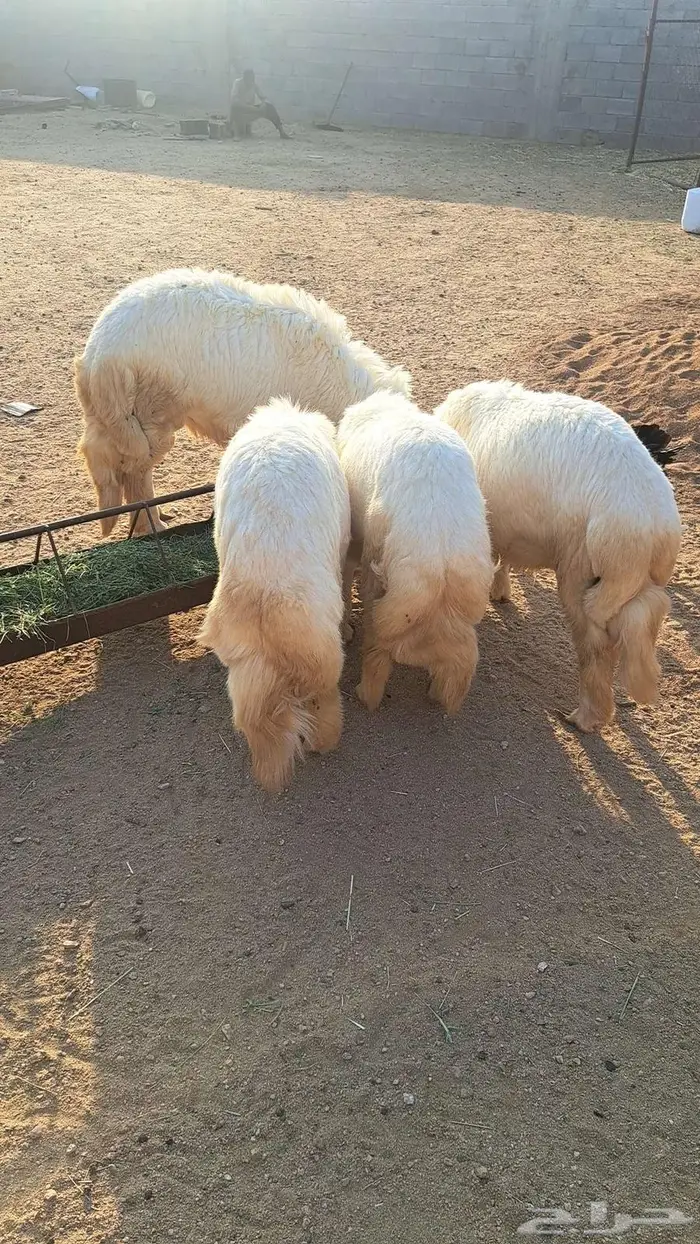 خرفان للبيع 0
