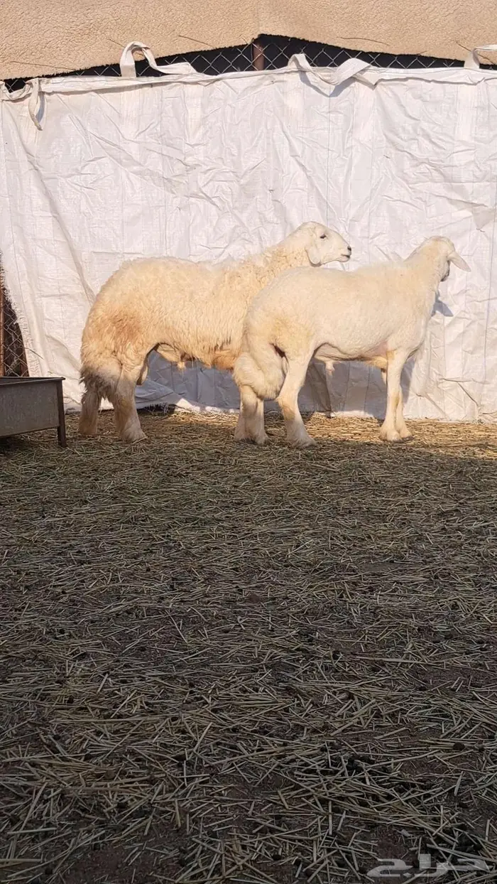 فحول غنم للبيع0 1
