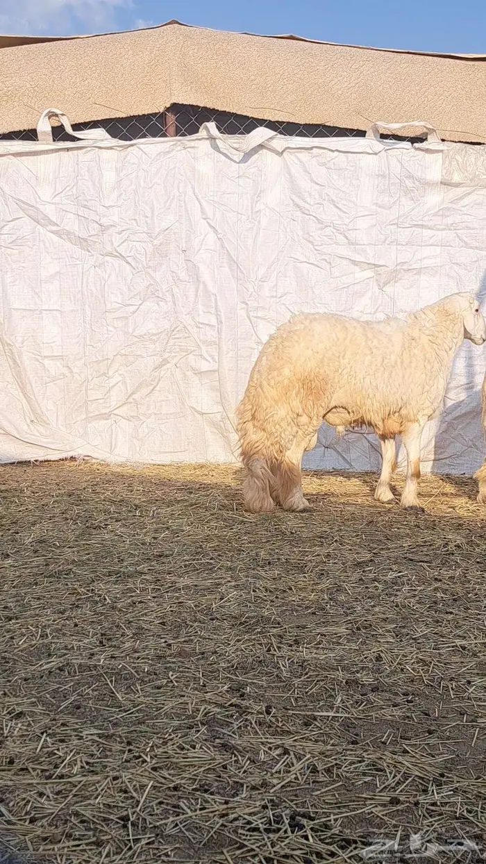 فحول غنم للبيع0 6