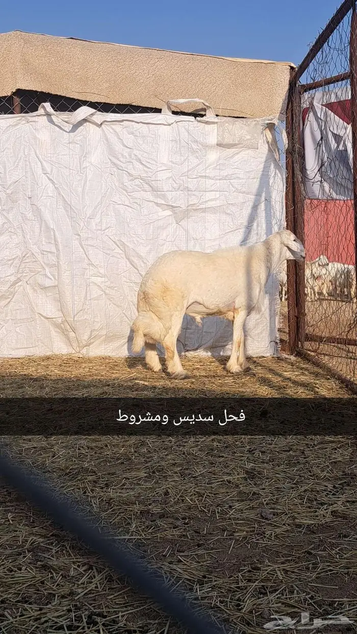 فحول غنم للبيع0 4