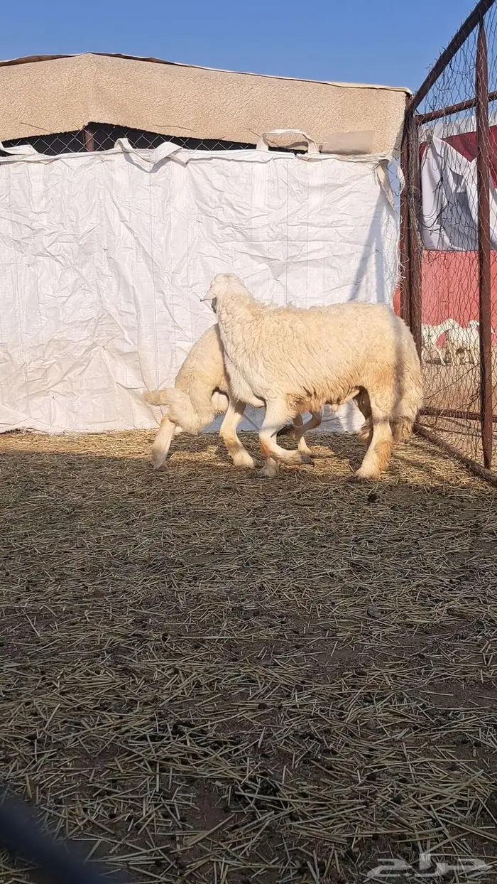 فحول غنم للبيع0 5