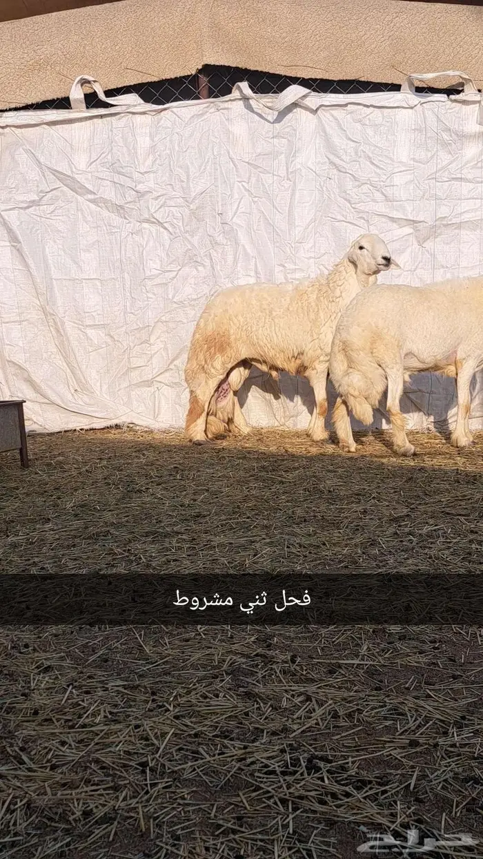فحول غنم للبيع0 2