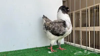 ذكر مودينا اوبل قازي 4