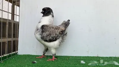 ذكر مودينا اوبل قازي 0