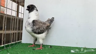 ذكر مودينا اوبل قازي 1