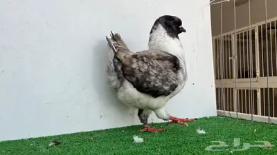 ذكر مودينا اوبل قازي 3