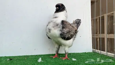 ذكر مودينا اوبل قازي 2
