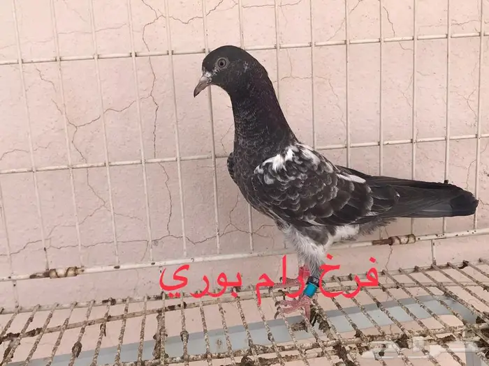 للبيع فروخ حمام باكستاني شي فاخر من الاخر 4