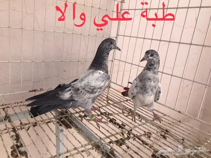 للبيع فروخ حمام باكستاني شي فاخر من الاخر 2