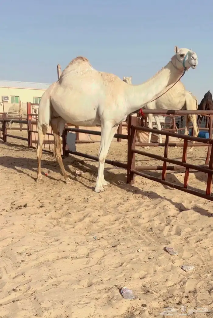 سودانيه فاخره لقحه على سياف العقده للبيع هجن 0