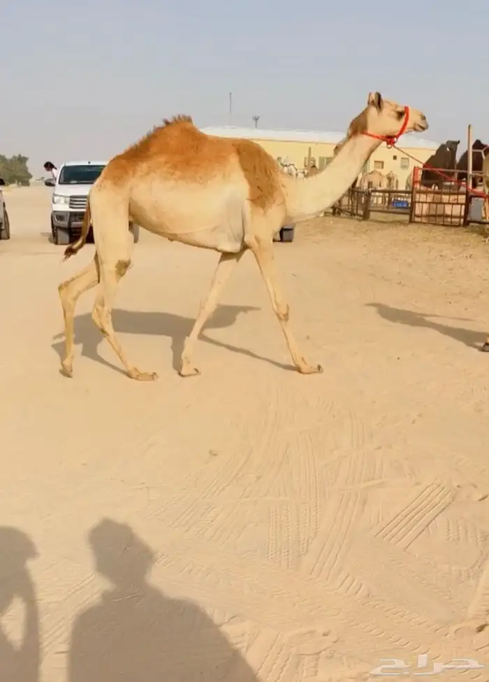 حقه شكل فاخر 0