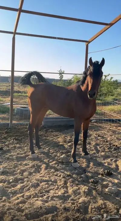 خيل 1