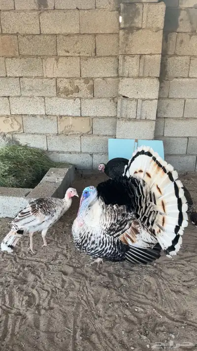دجاج رومي 3