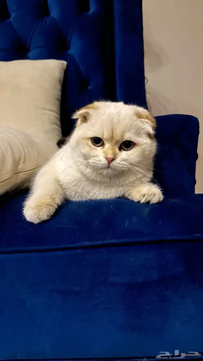للبيع قط سكوتش بيور 1