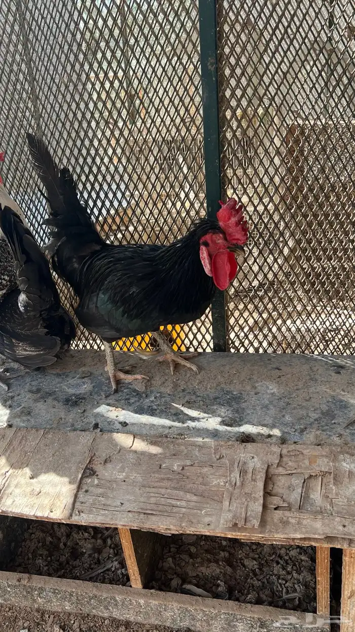 طقم دجاج 5