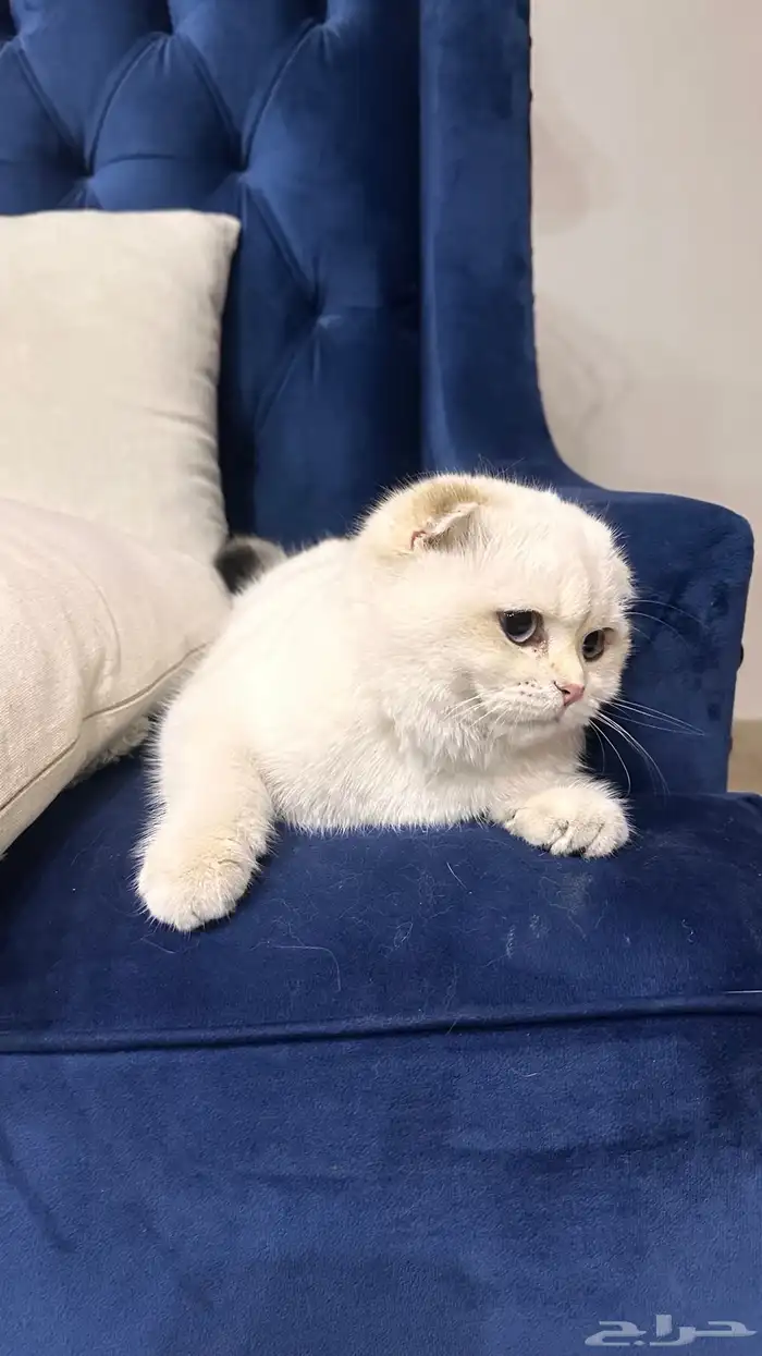 للبيع قط سكوتش بيور 0