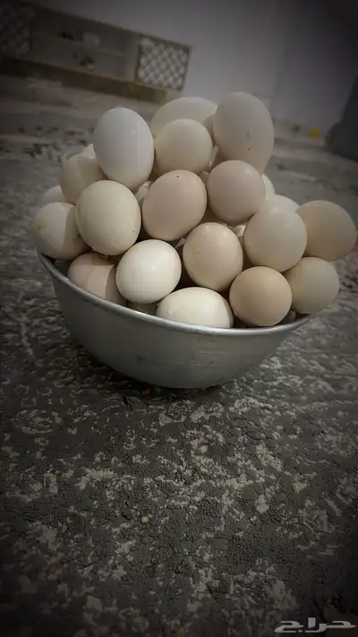 بيض بلدي 0