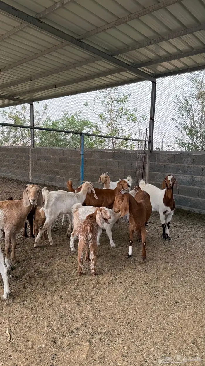 معزا مشاريك ( تم االبيع ) 5