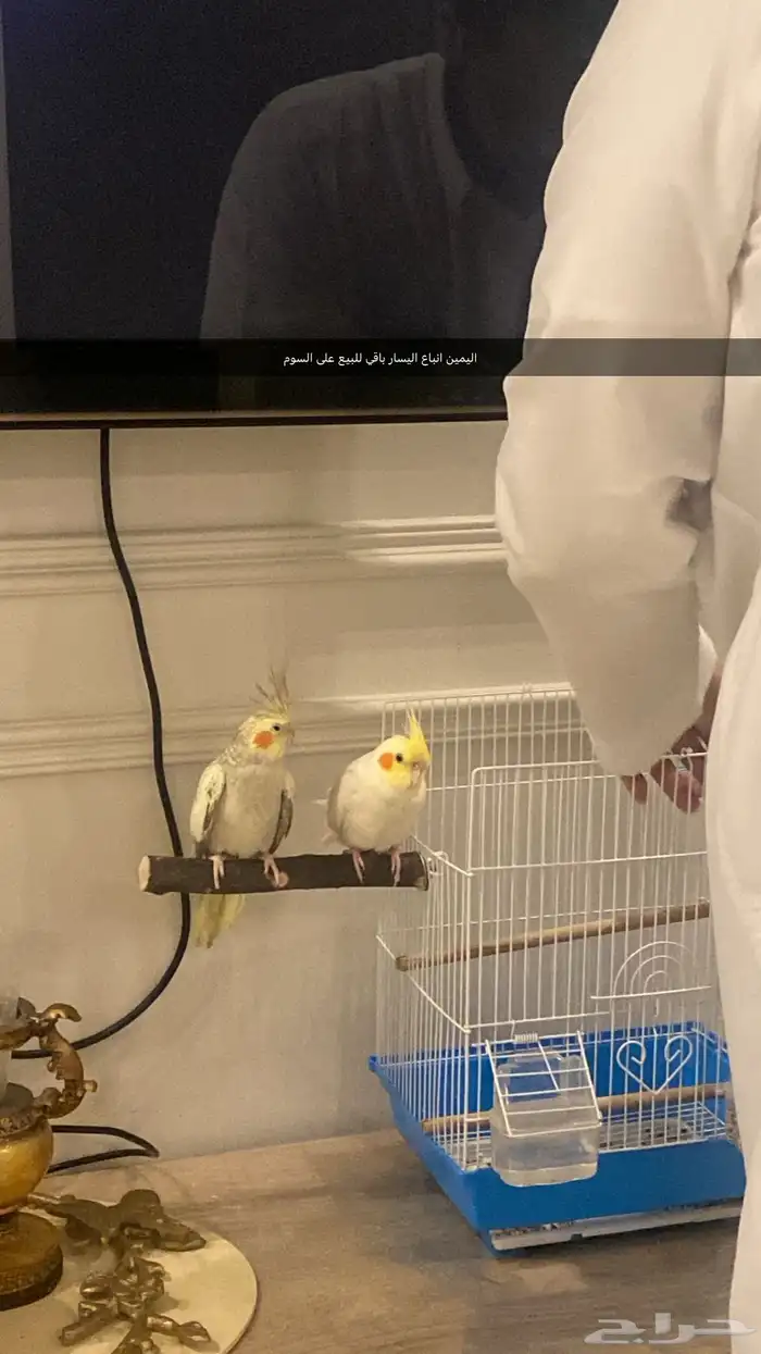 للبيع كروان انثى 0