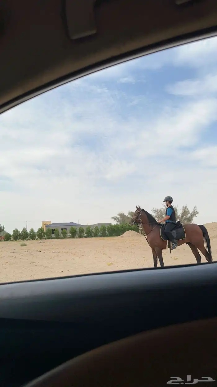 حصان واهو ومعه اوراق والحصان بطل  والي يببي شخصيه وحراره 3