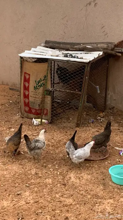 دجاج بياض محسن للبيع 1