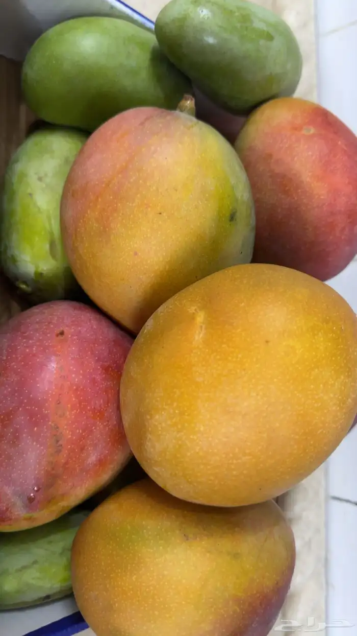 مانجا طازجه 1