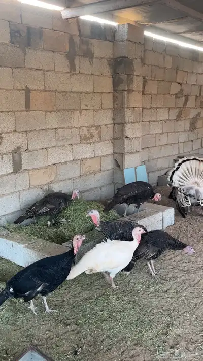 دجاج رومي 4