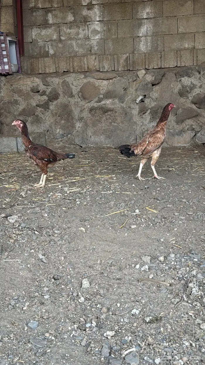 دجاج شامو 0