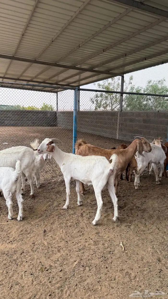 معزا مشاريك ( تم االبيع ) 4