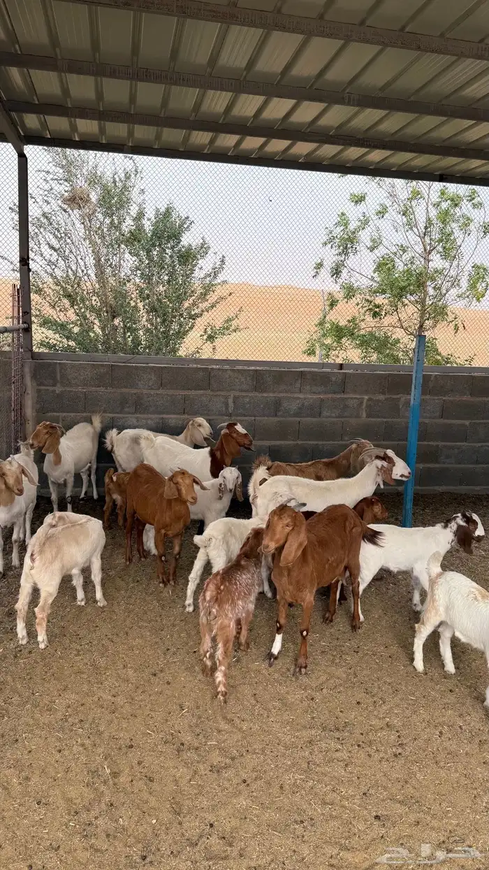 معزا مشاريك ( تم االبيع ) 2