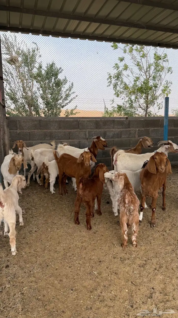 معزا مشاريك ( تم االبيع ) 0