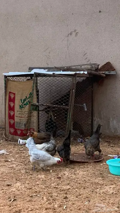 دجاج بياض محسن للبيع 0