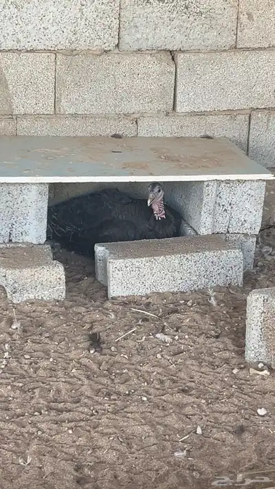 دجاج رومي 2