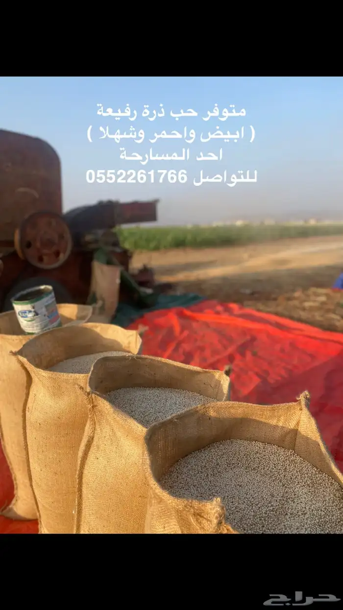 للبيع ذرة رفيعة جيزانية بلدي 0