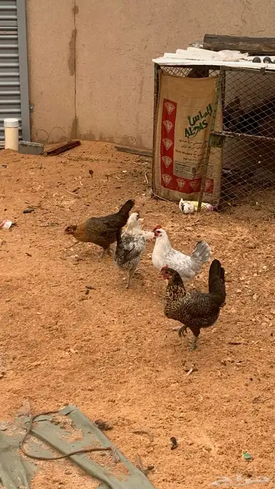 دجاج بياض محسن للبيع 3