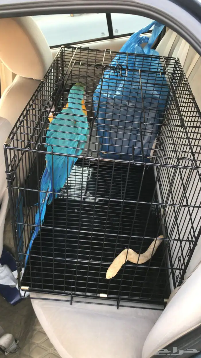 كداد وموصل من الرياض الى الطائف مكه جده صد رد 10