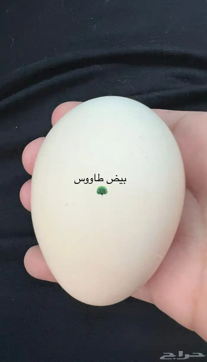 للبيع بيض طاووس   هندي أزرق 2