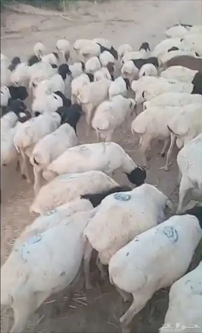 غنم بربري عرض خاص 4